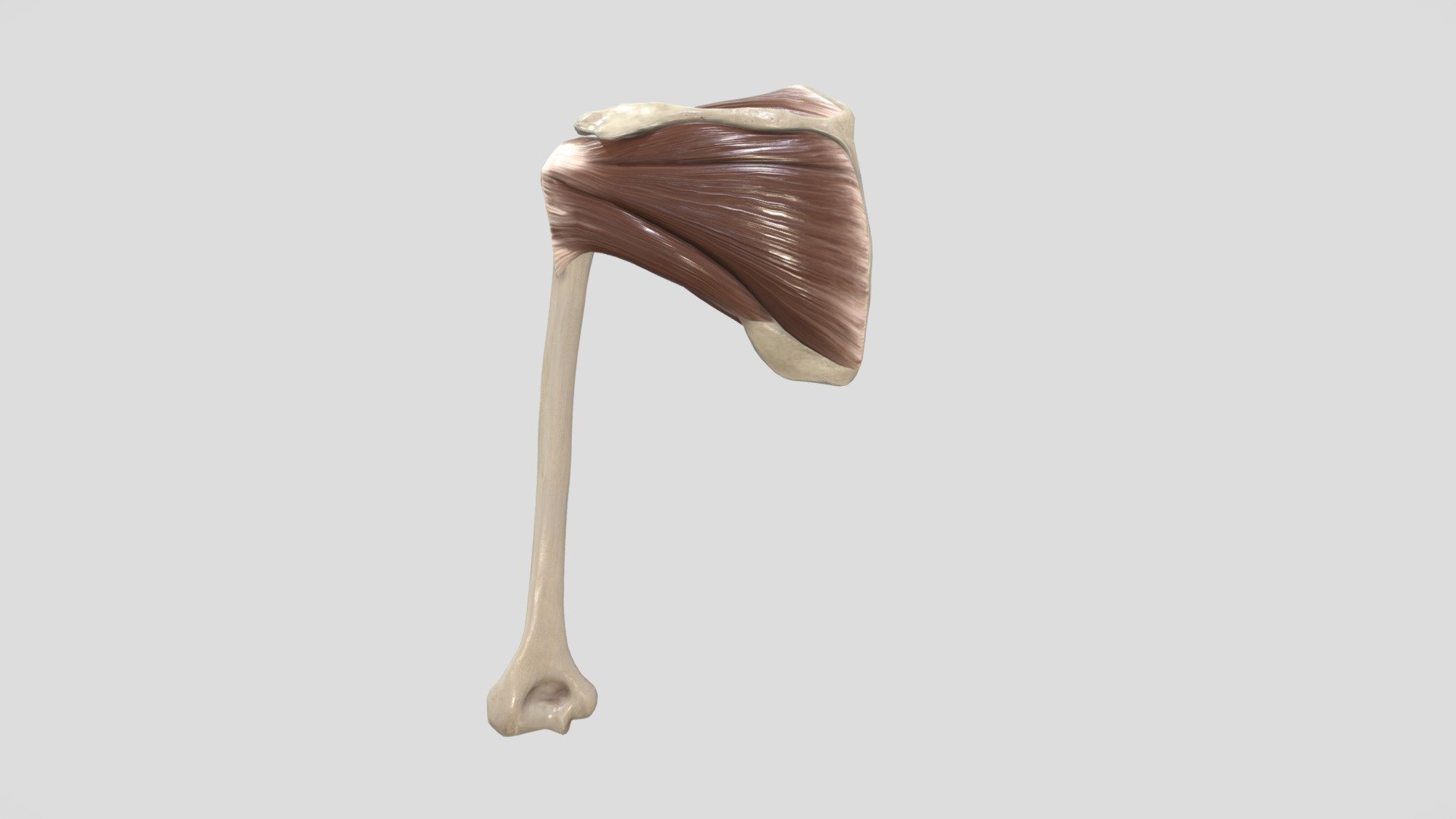 Rotator Cuff 3d model