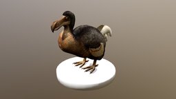 Dodo