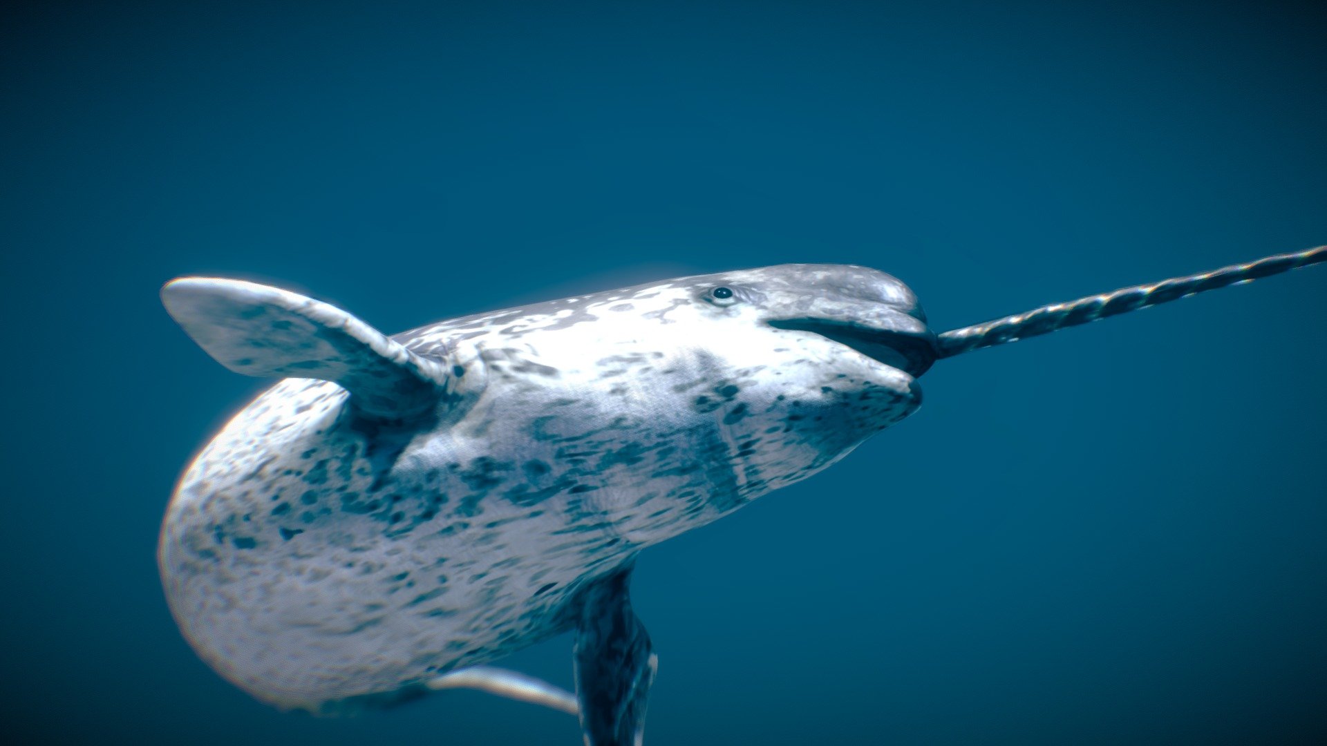 Narwhal ♂ 3d model