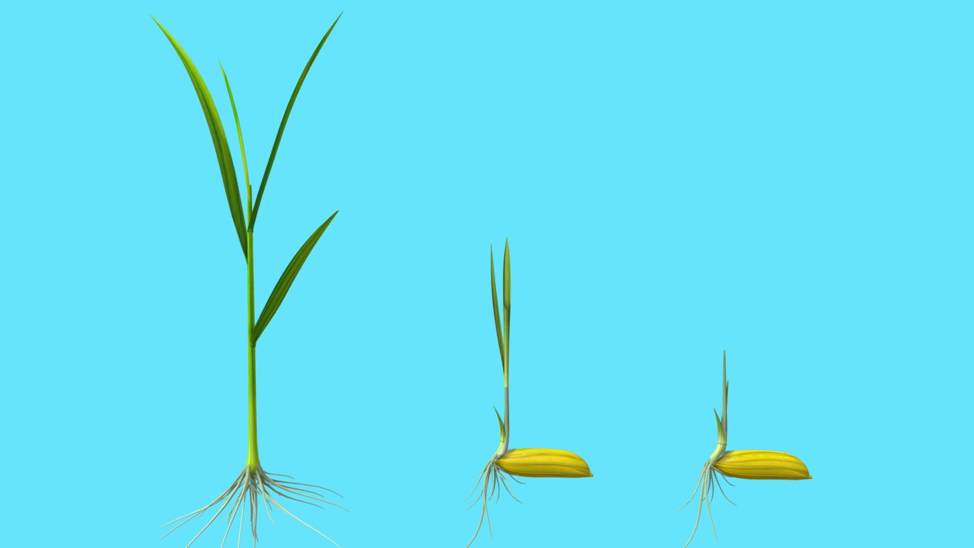 RICE SEED 3d model