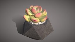 Pink echeveria: succulent in a pot