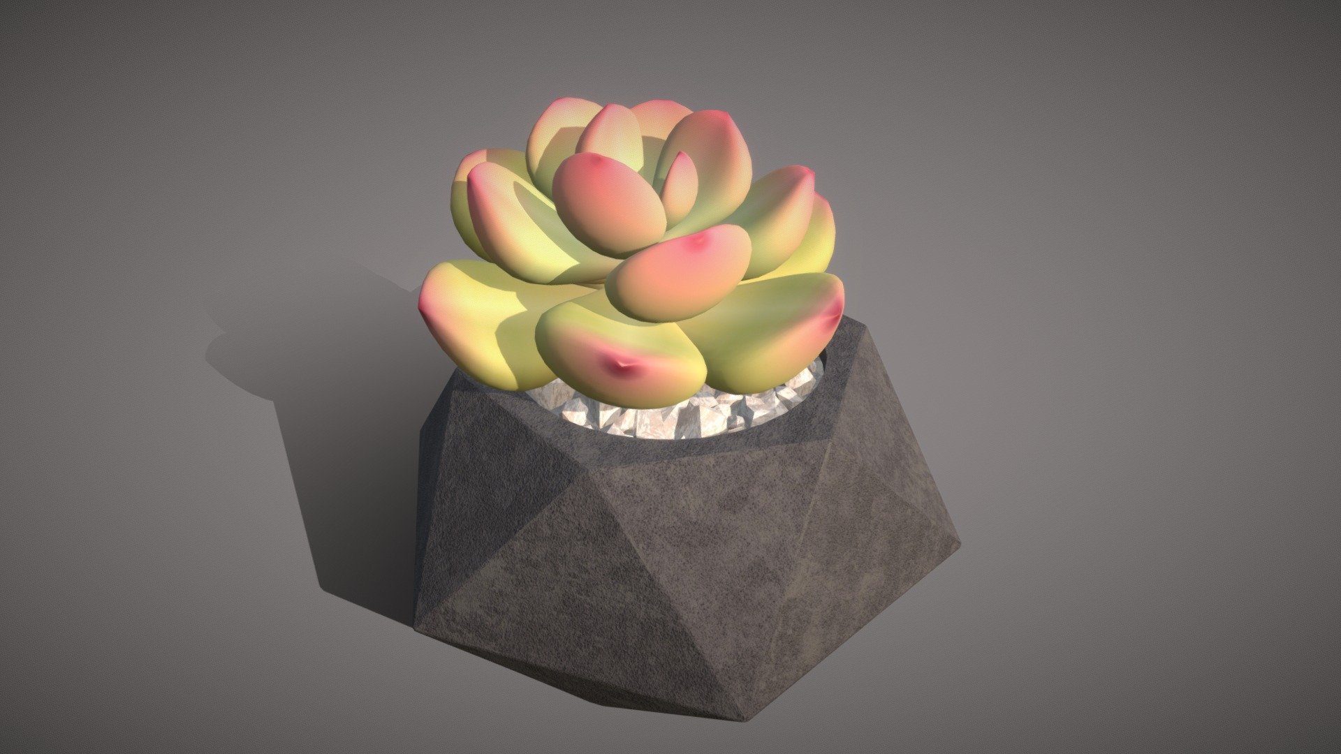 Pink echeveria: succulent in a pot 3d model