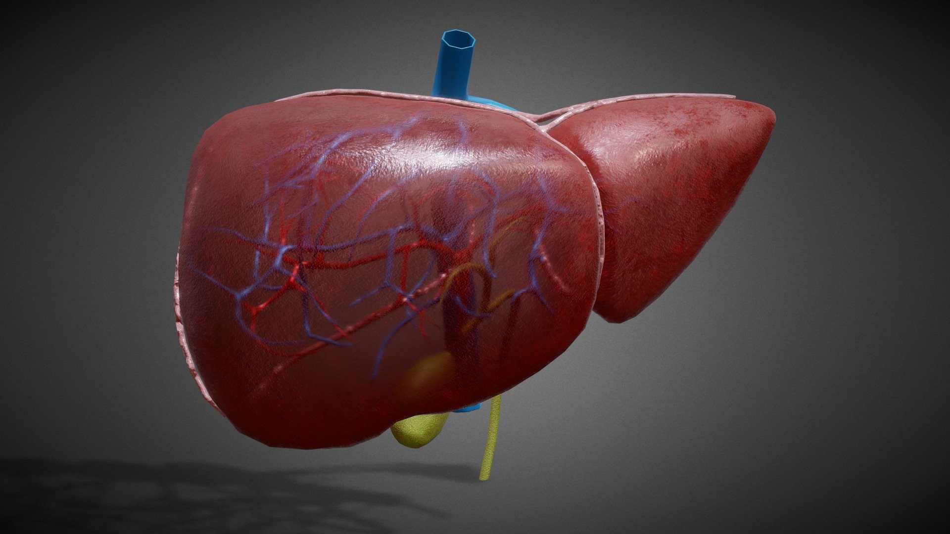 3D Human Liver Anatomy 3d model