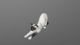 반려동물 샘플: 스트레칭하는 고양이 Pet sample: Stretching Cat