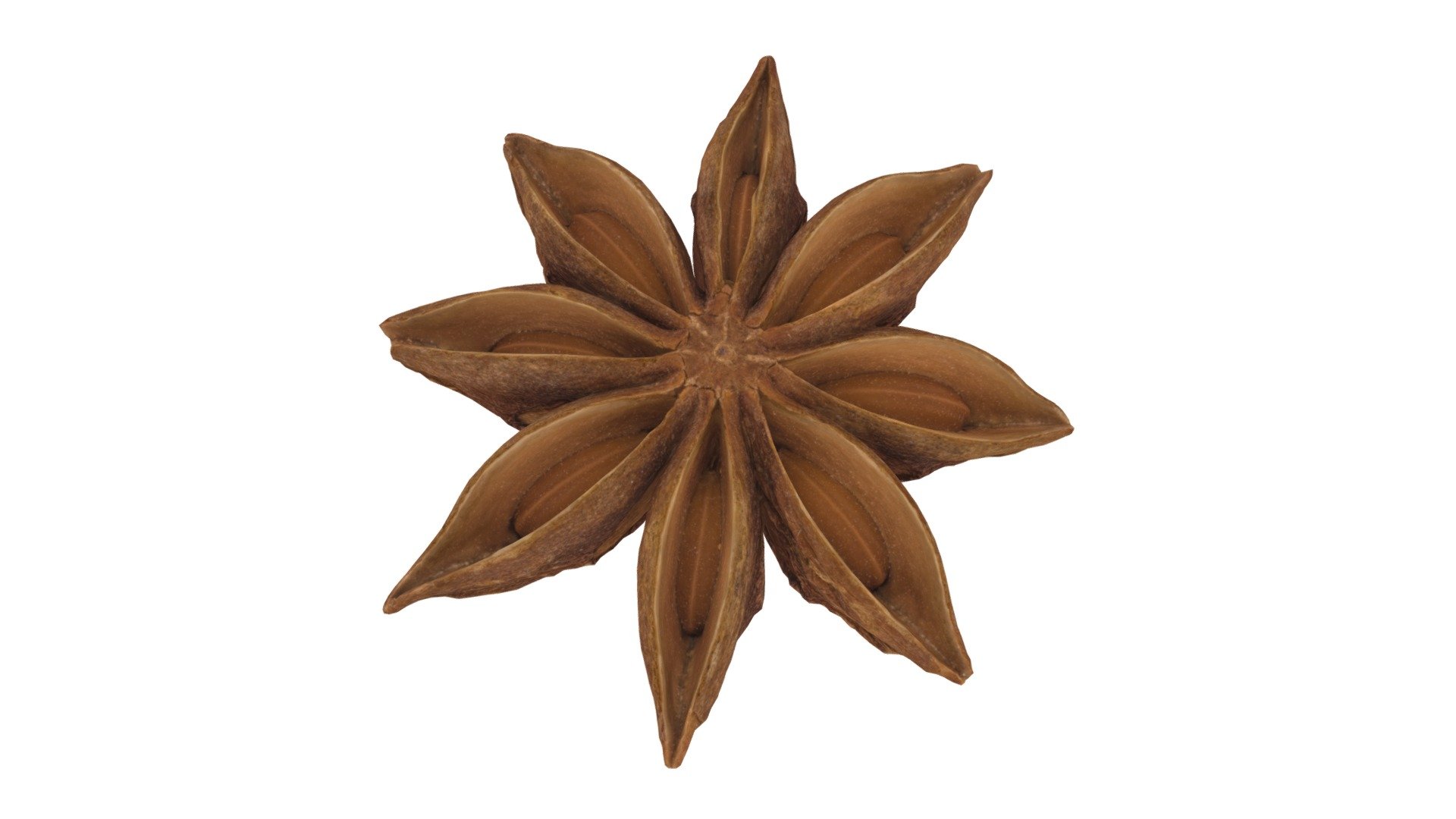 Star Anise #2 3d model