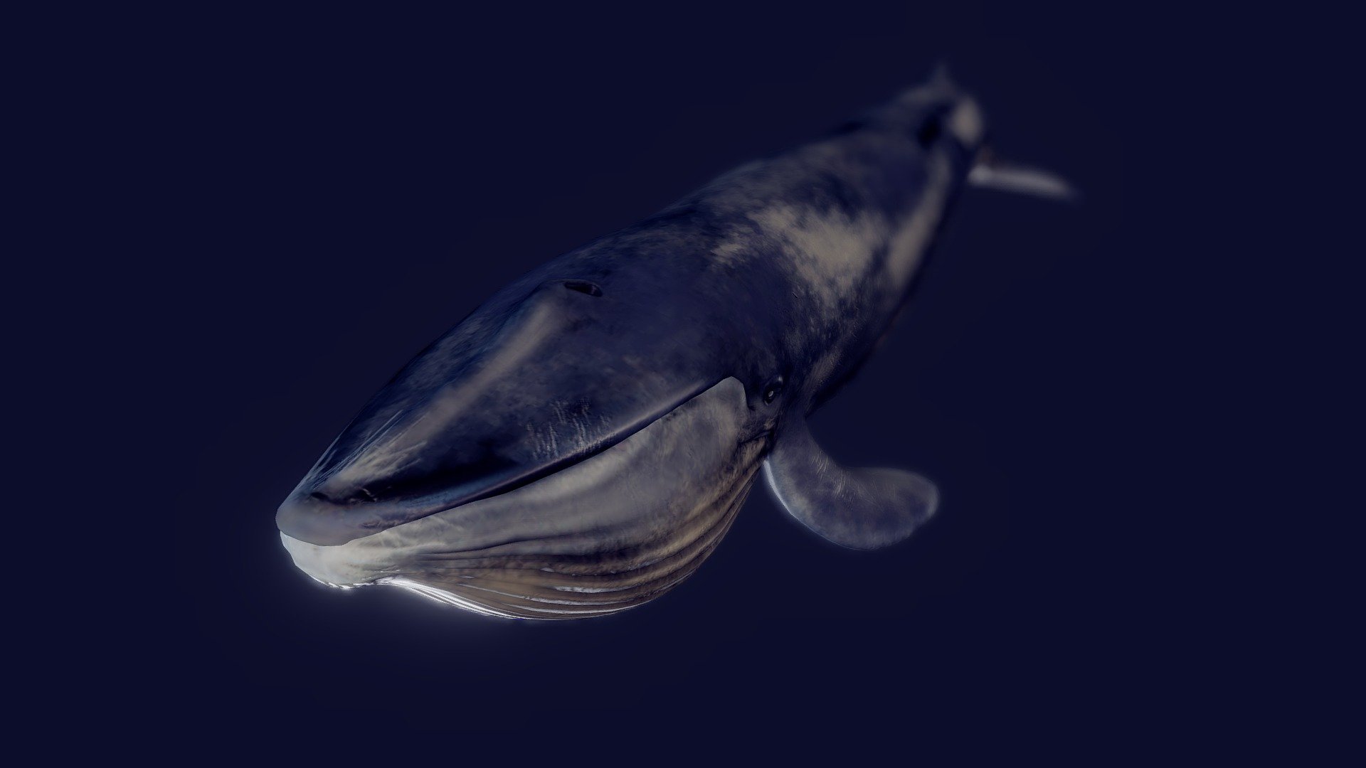 Blue Whale (Animated) 3d model