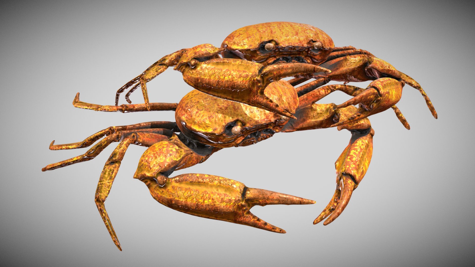 Carcinoplax Suruguensis 3d model