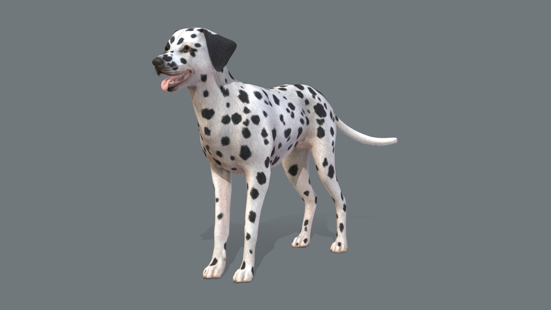 Dog 3d model