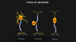 Types of Neurons