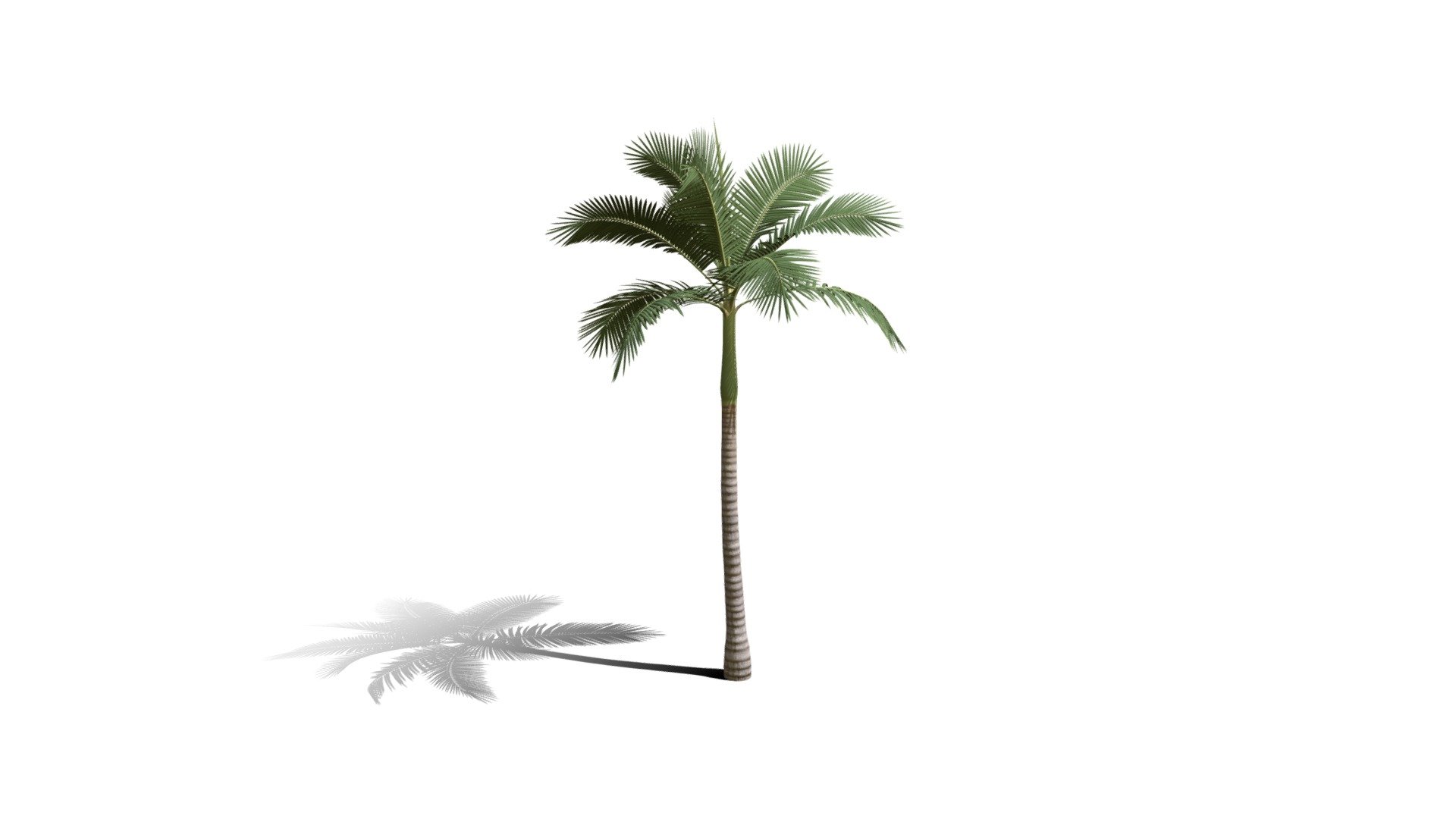 Realistic HD Alexander palm (28/30) 3d model