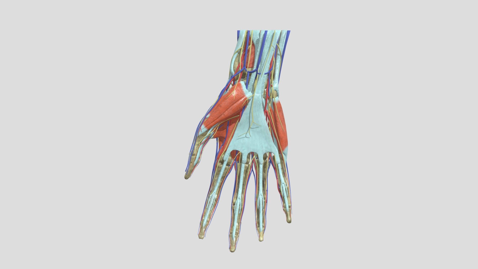 Anatomy of the Human Hand 3d model