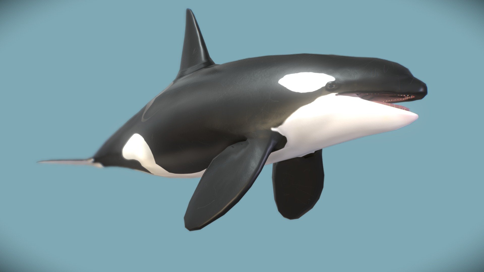 Low poly killer whale (Orcinus orca) 3d model