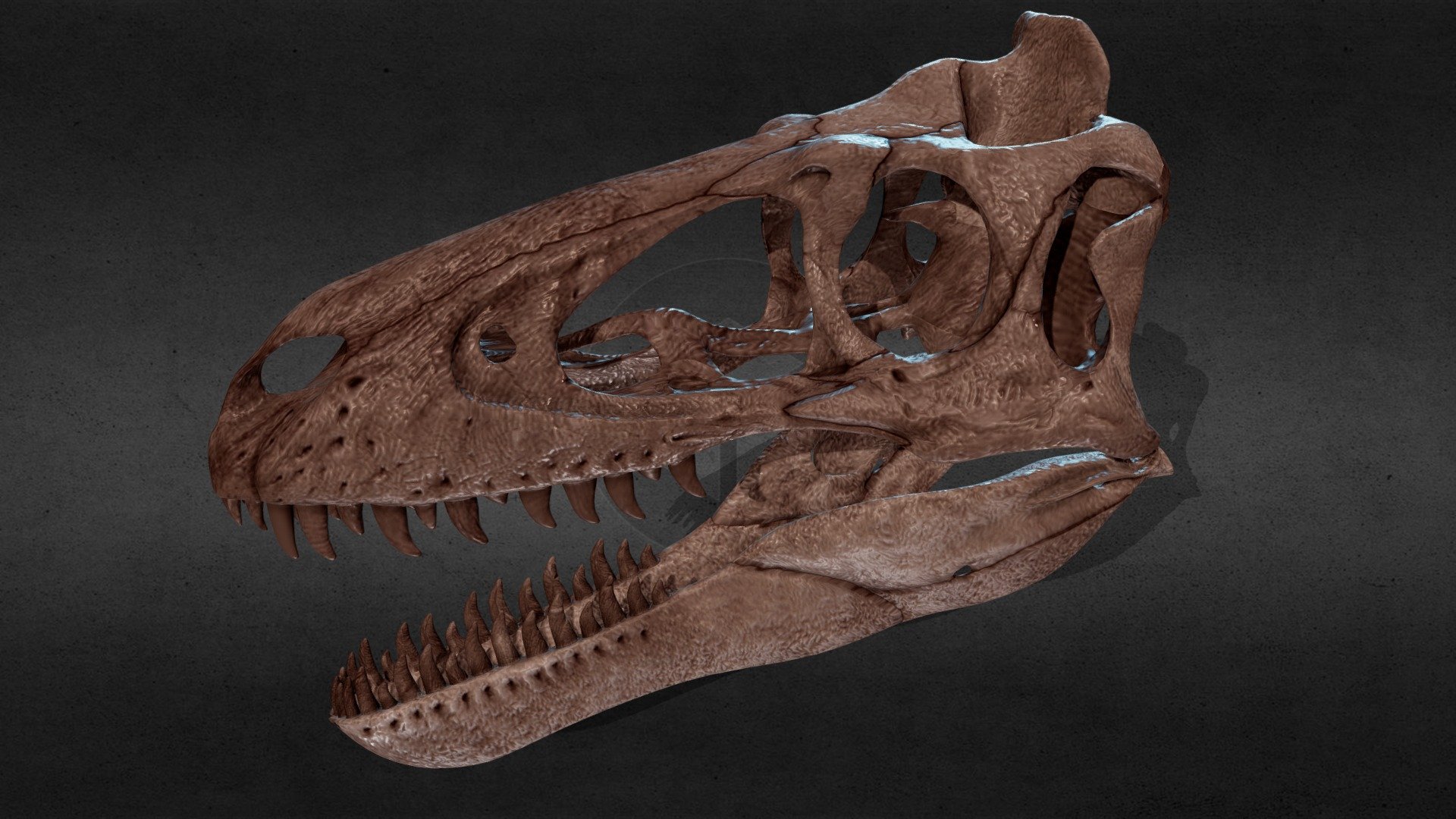 Juvenile tyrannosaurus 3d model