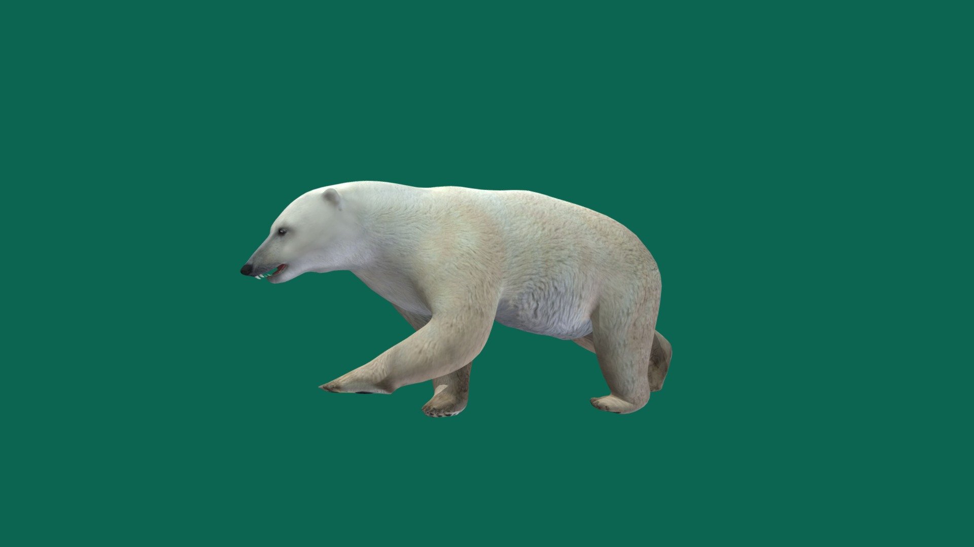 Polar Bear  🐻 3d model