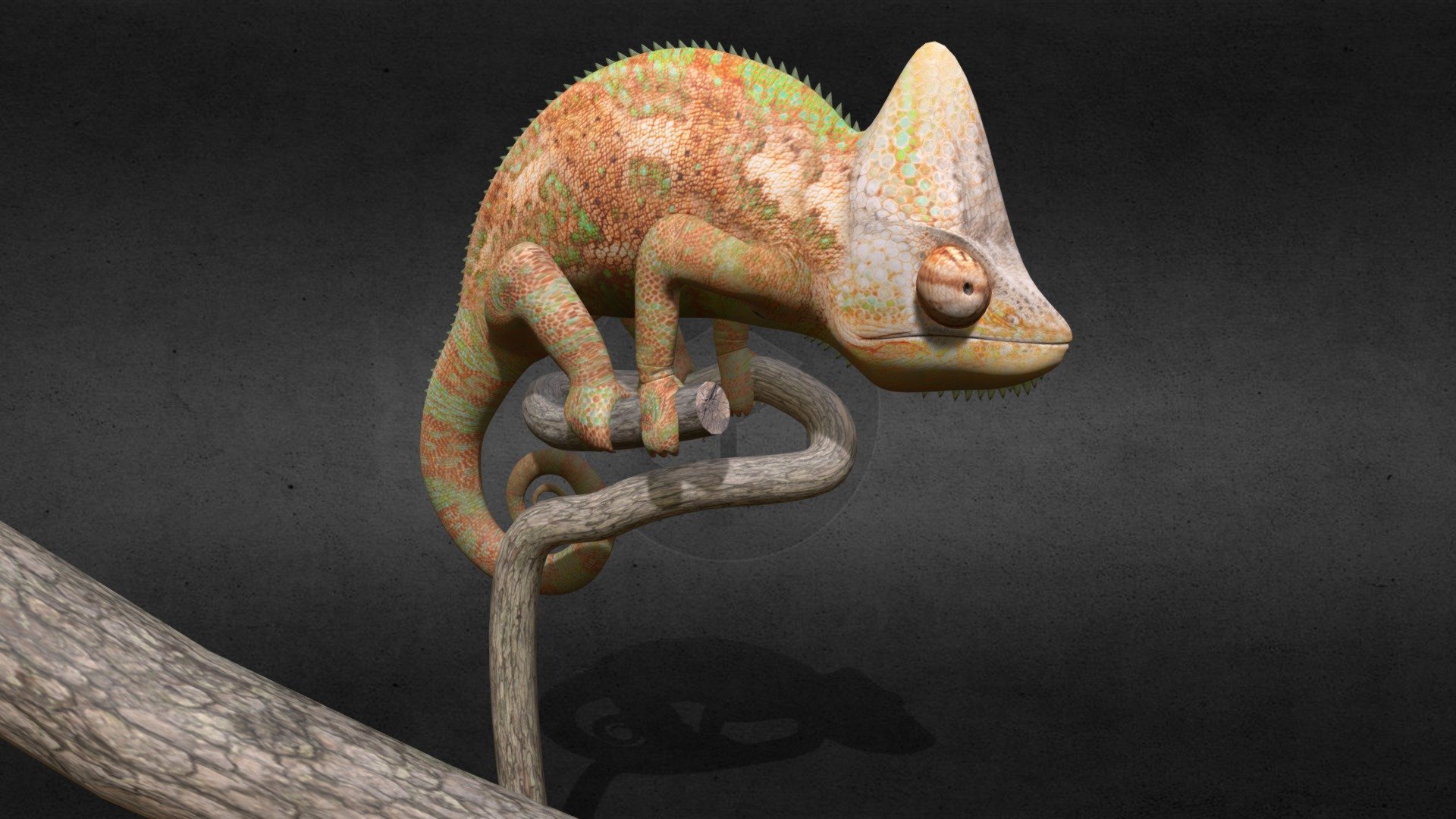 Chameleon 3d model