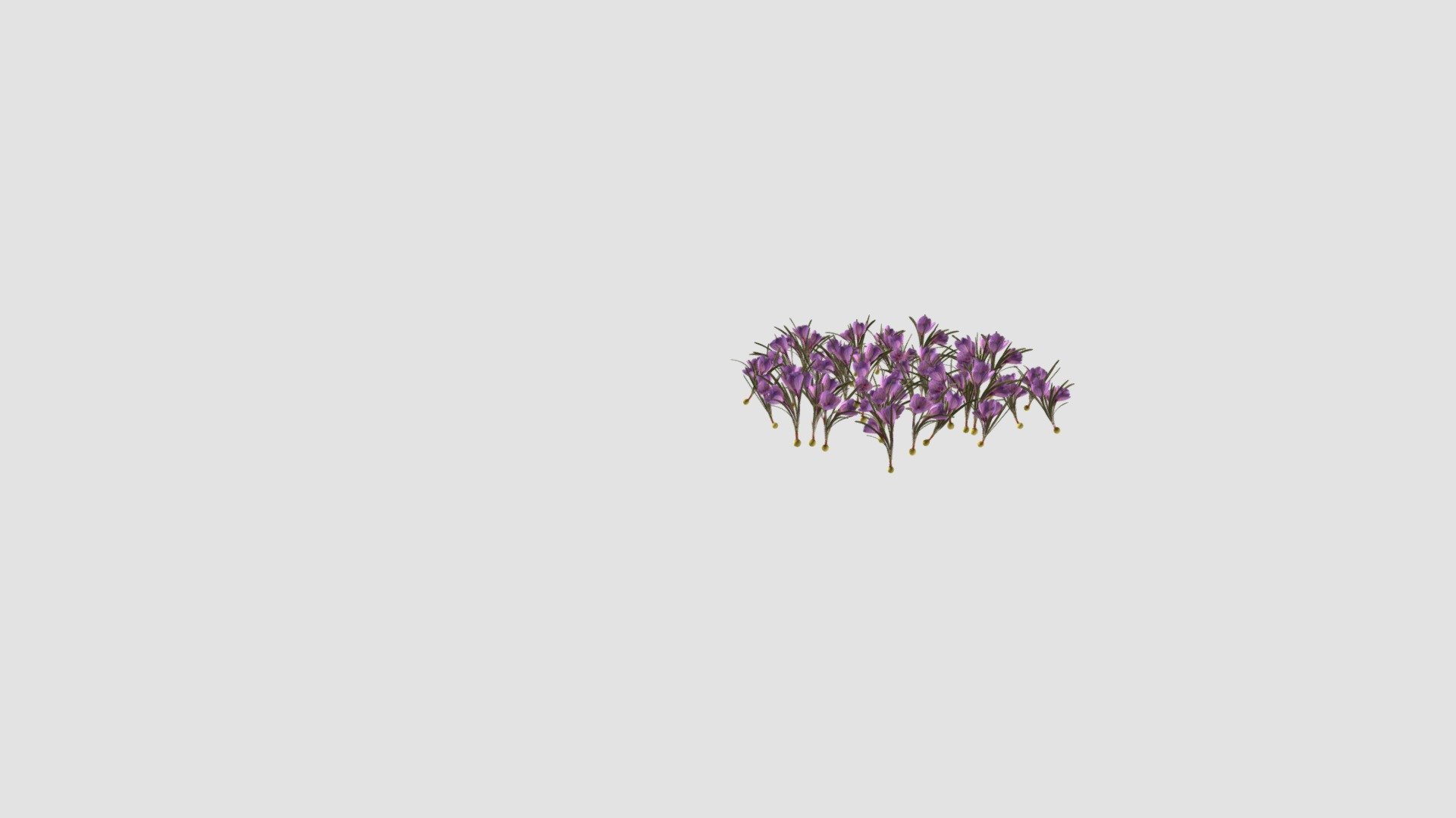 Crocus vernus 3d model