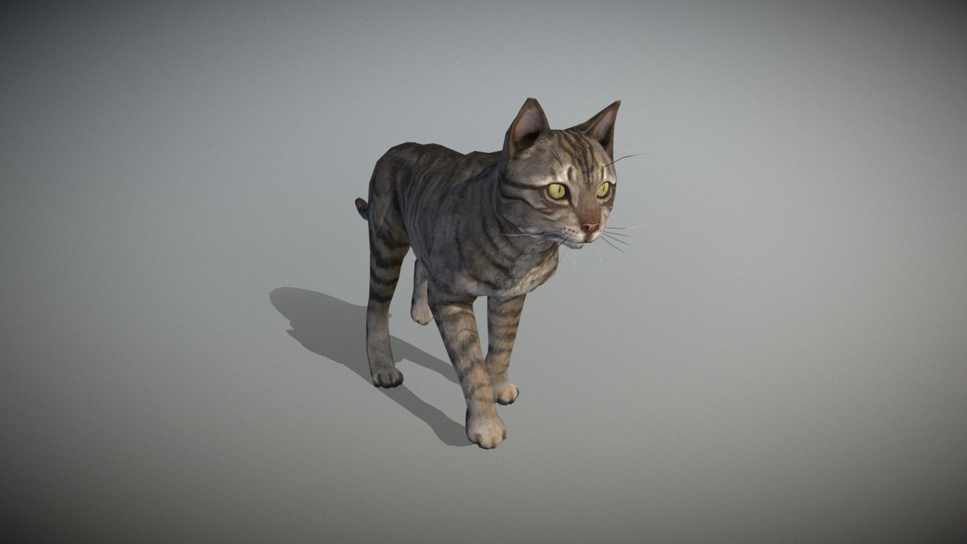 Cat 3d model