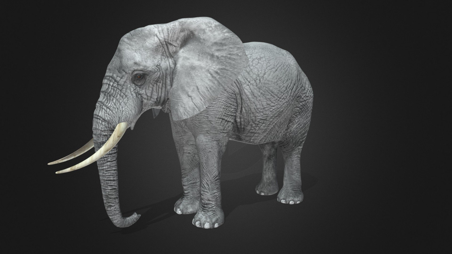 Elephant 3d model