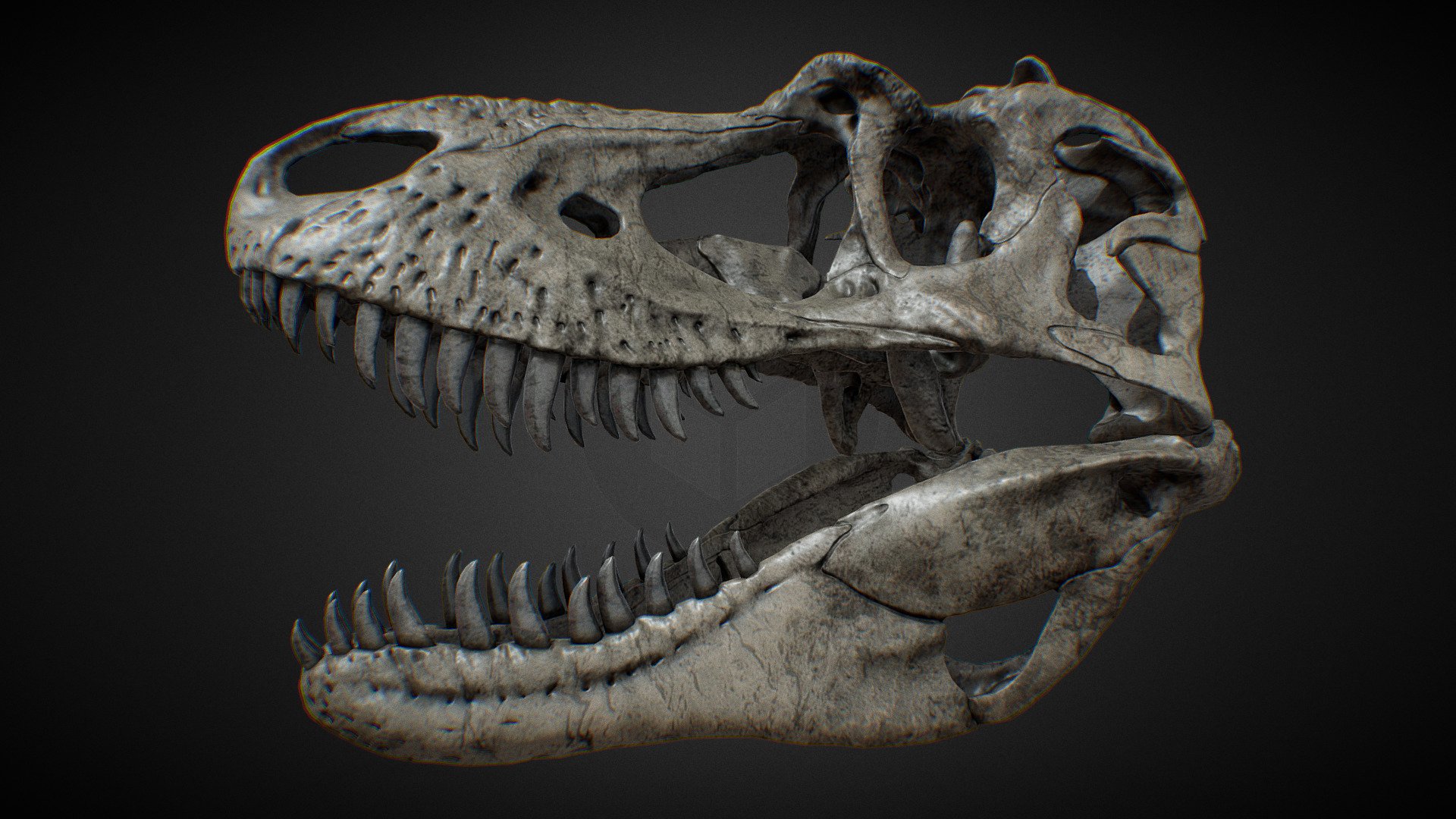 Gorgosaurus skull 3d model