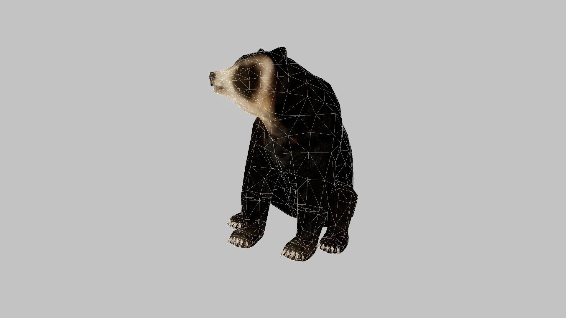 Oso de anteojos (Spectacled bear) 3d model