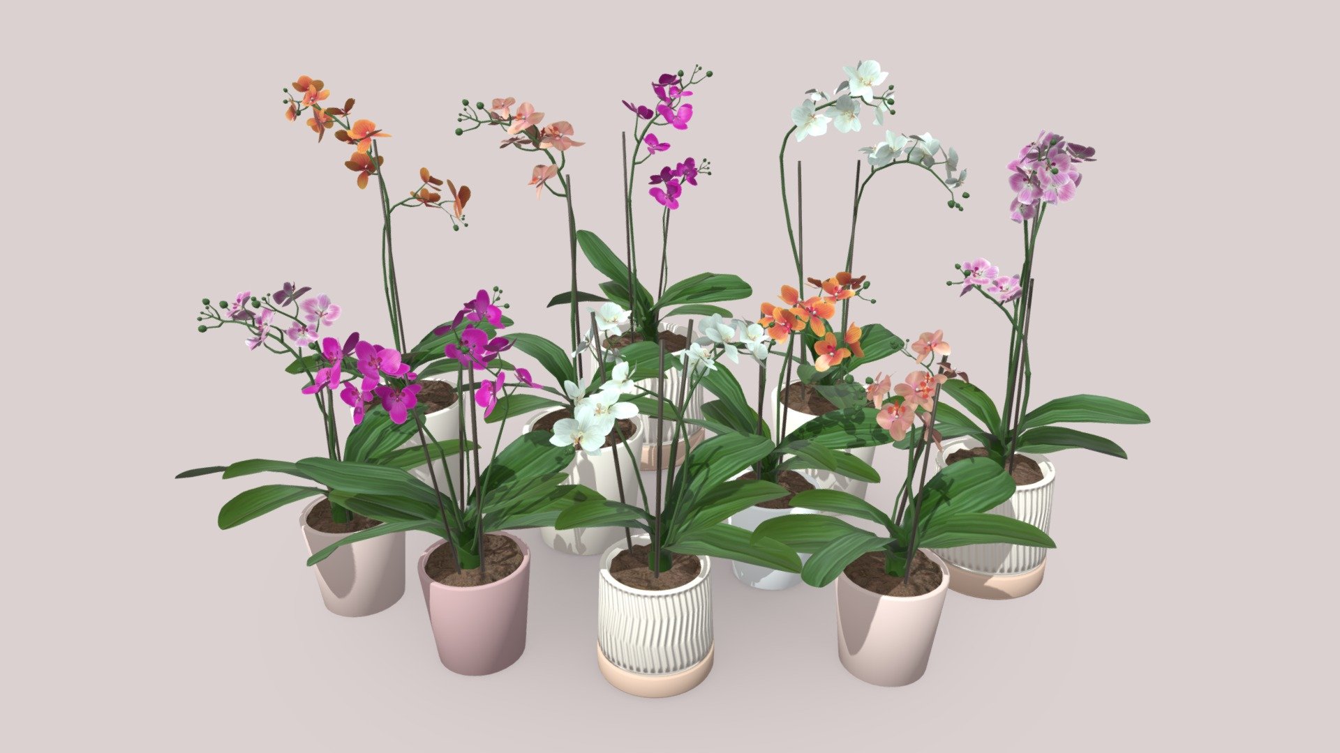 Orchids 3d model