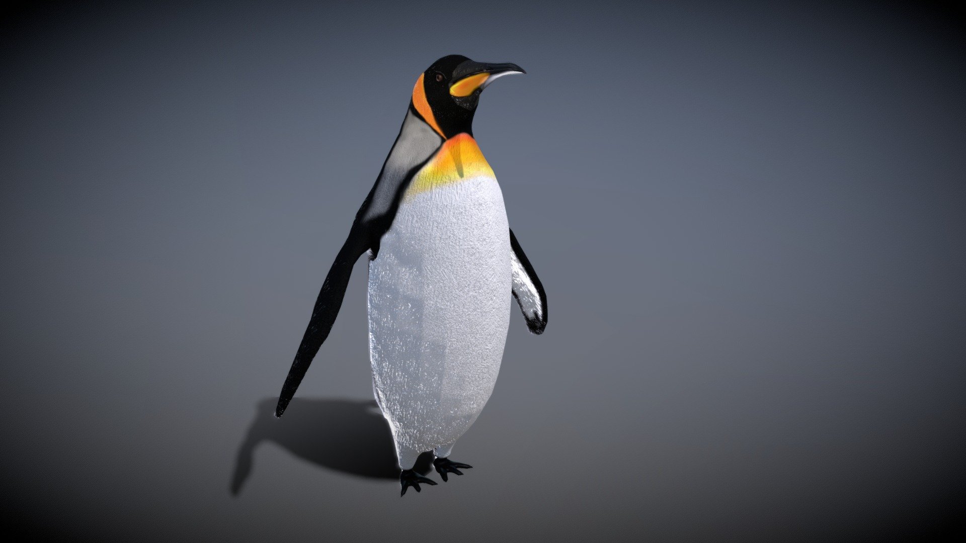 Emperor Penguin 3d model