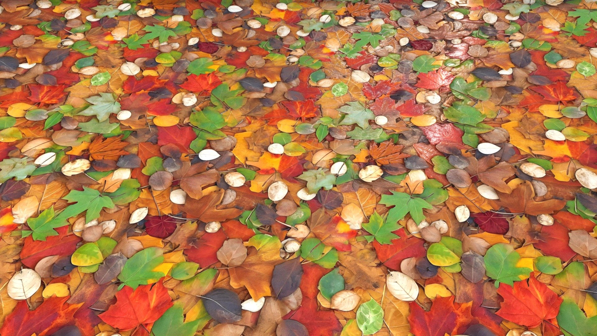 Texture of autumn leaves in various colours 3d model