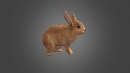 Rabbit Rigged