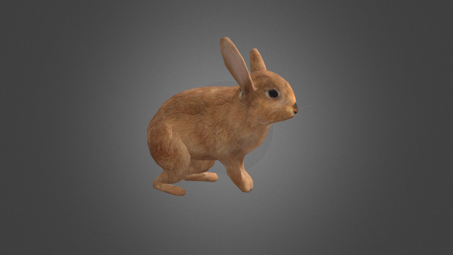 Rabbit Rigged 3d model