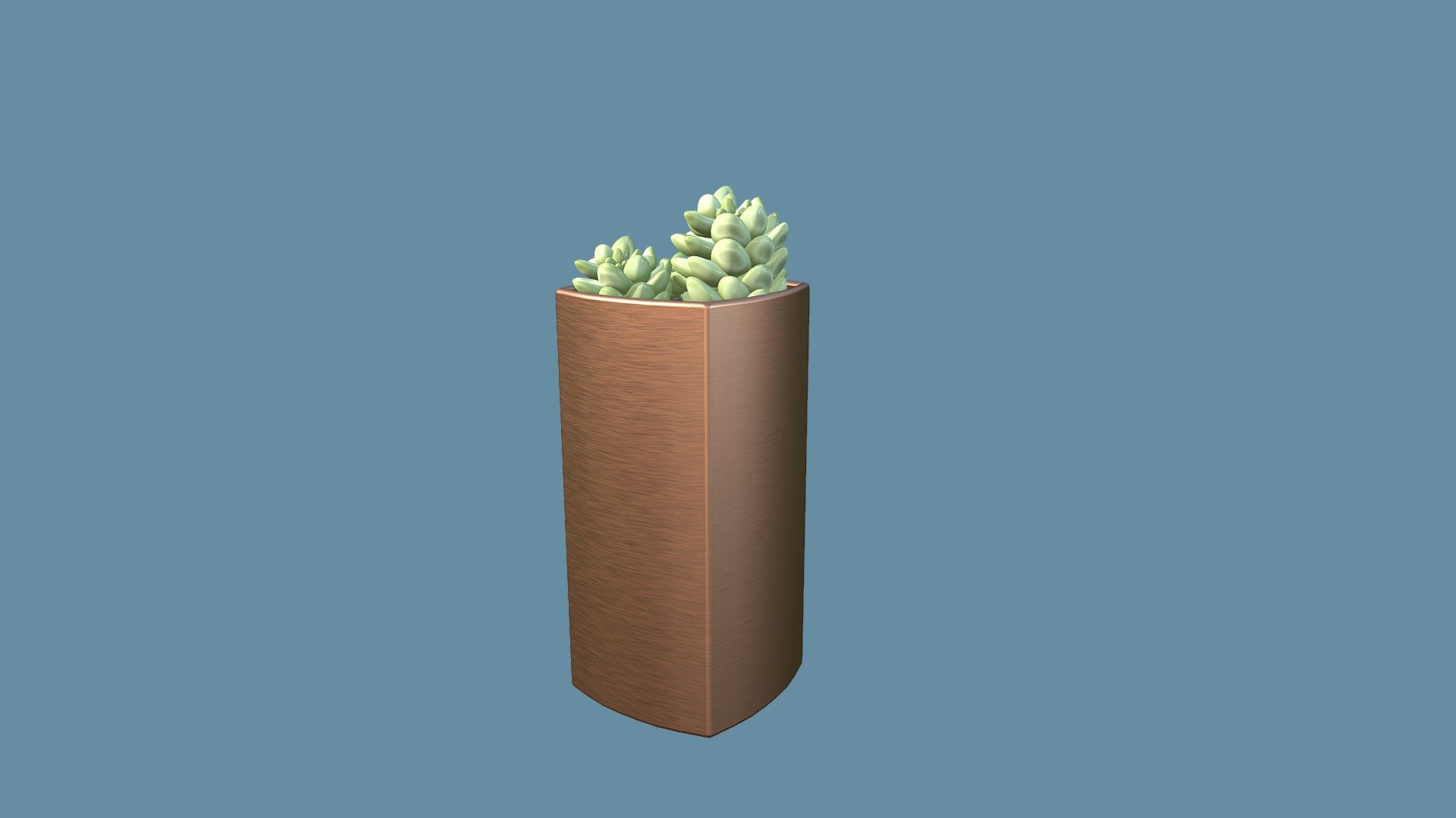 Sedum Morganianum Cactus 3d model