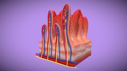 Small intestine wall corss section