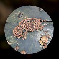 Trametes versicolor "Turkey Tail" Fungus (?)