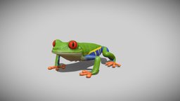 Red-eyed tree frog