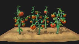 tomato farm