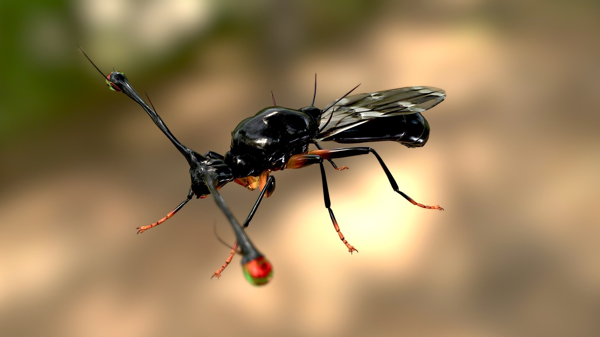 Teleopsis dalmanni -The hammerhead fly 3d model