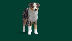 Australian Shepherd (Game Ready)