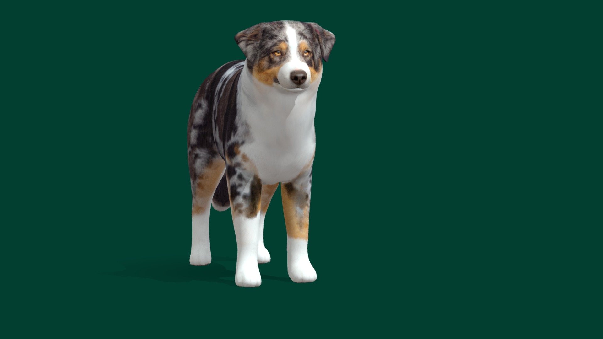 Australian Shepherd (Game Ready) 3d model