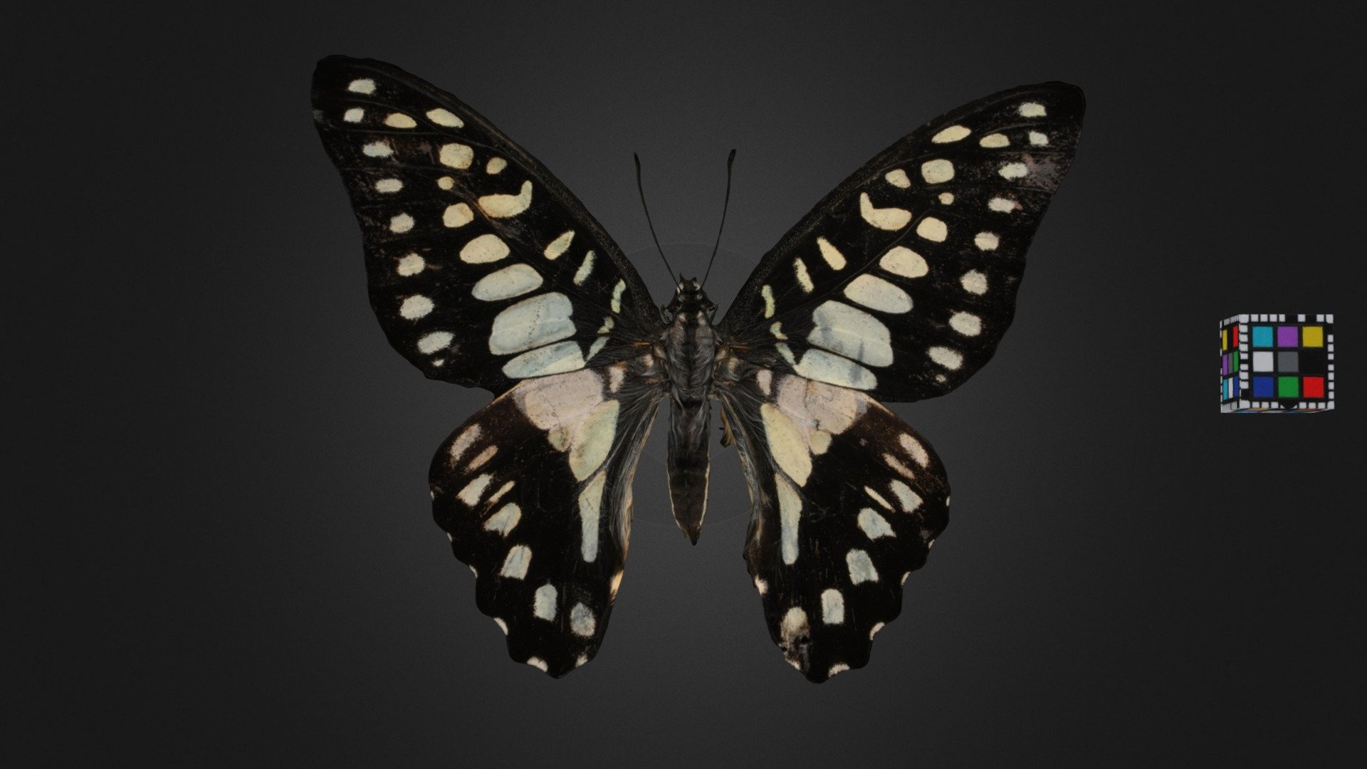 ミカドアゲハ 🦋 Common Jay, Graphium doson 3d model