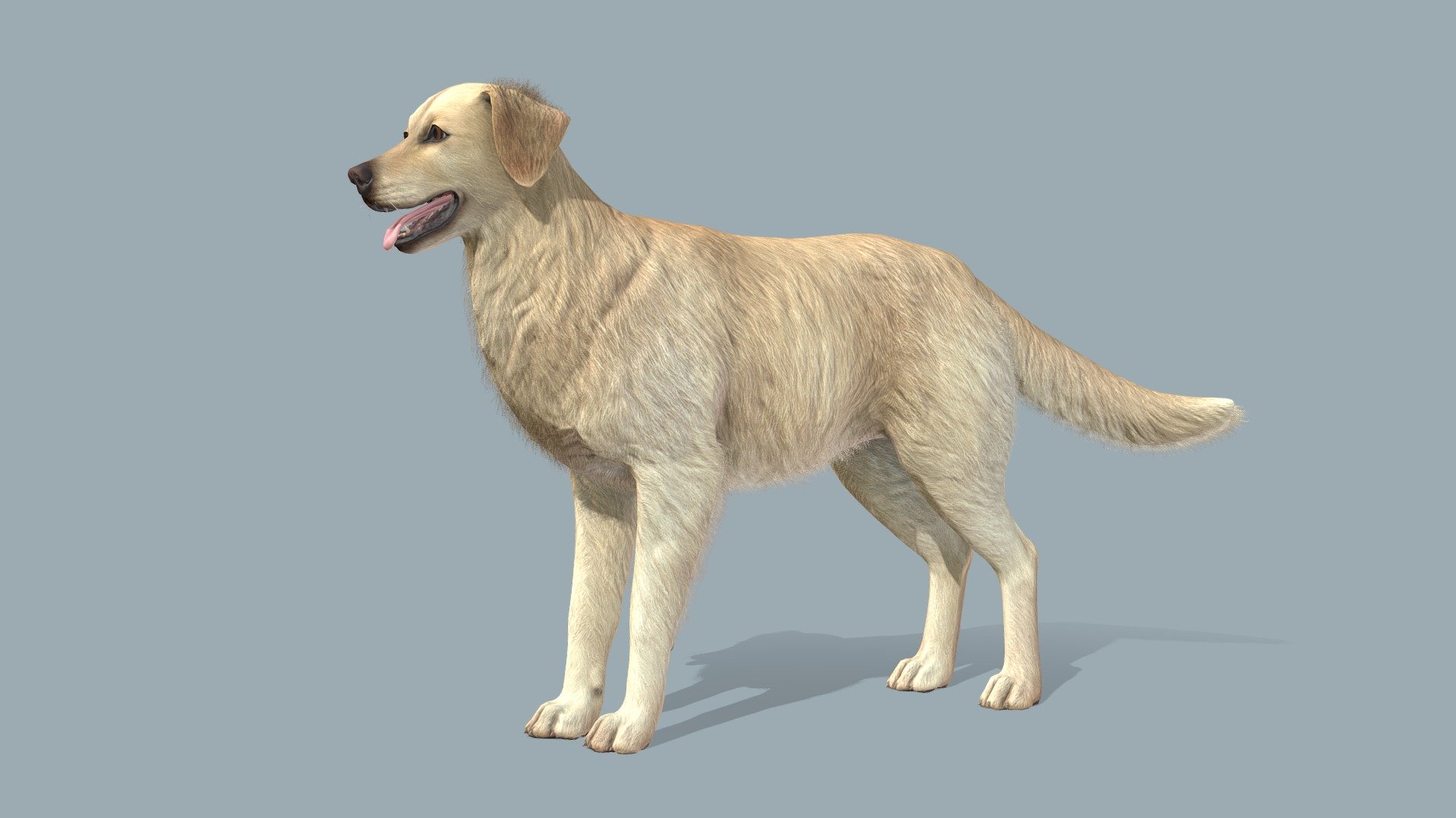 Dog 3d model