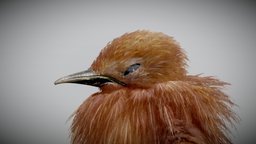 Baby King Penguin ( Chick )