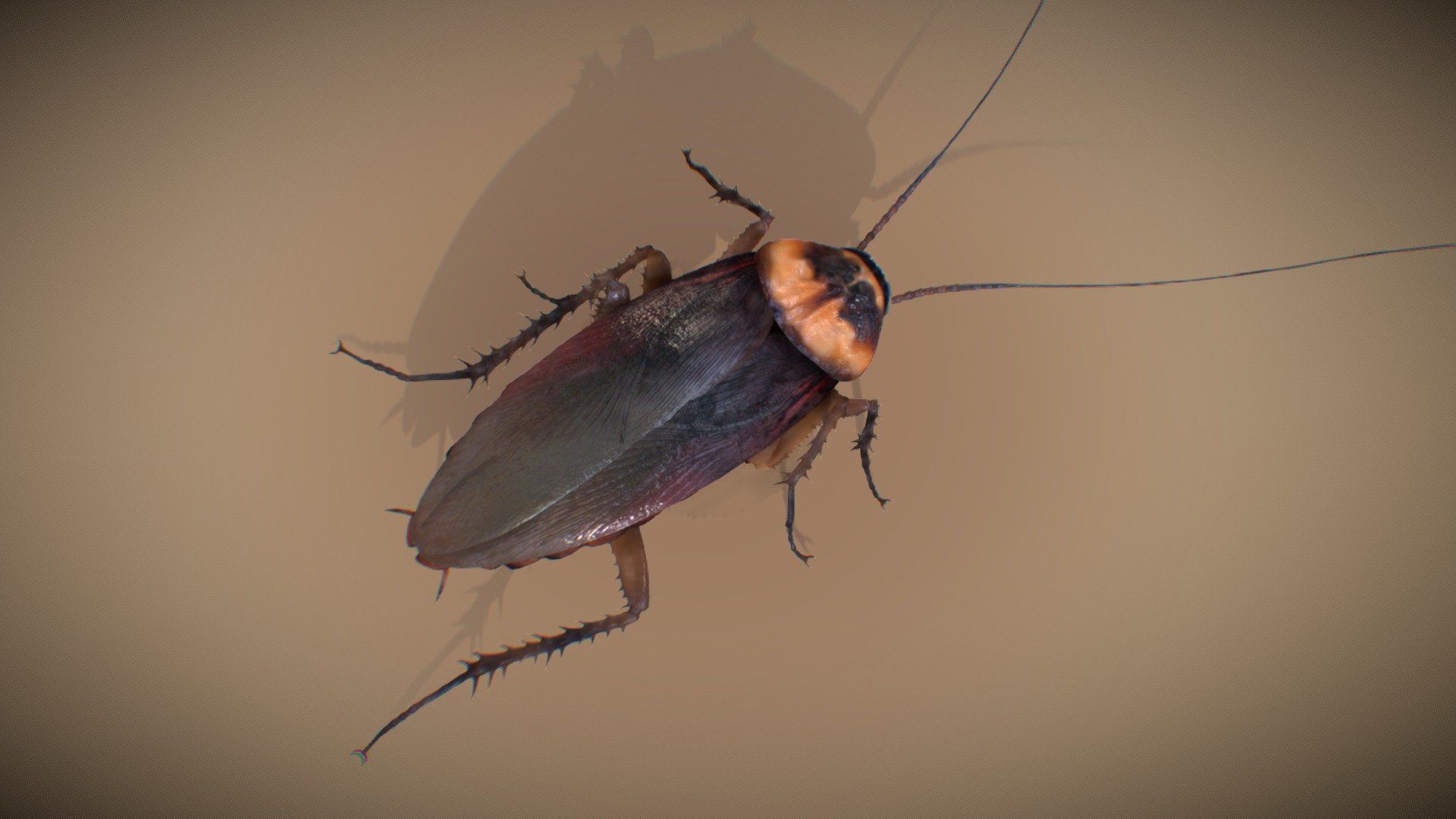 American Cockroach 3d model