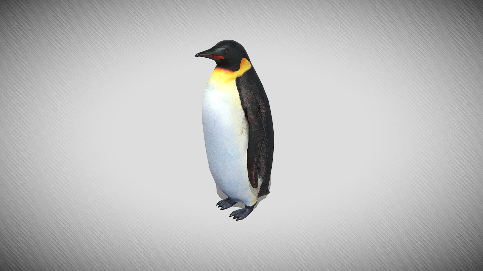 Medhue Penguin 3d model