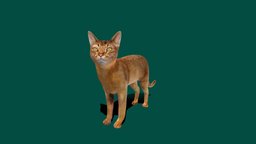 Abyssinian_Cat