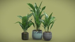 Aspidistra Elatior Pack