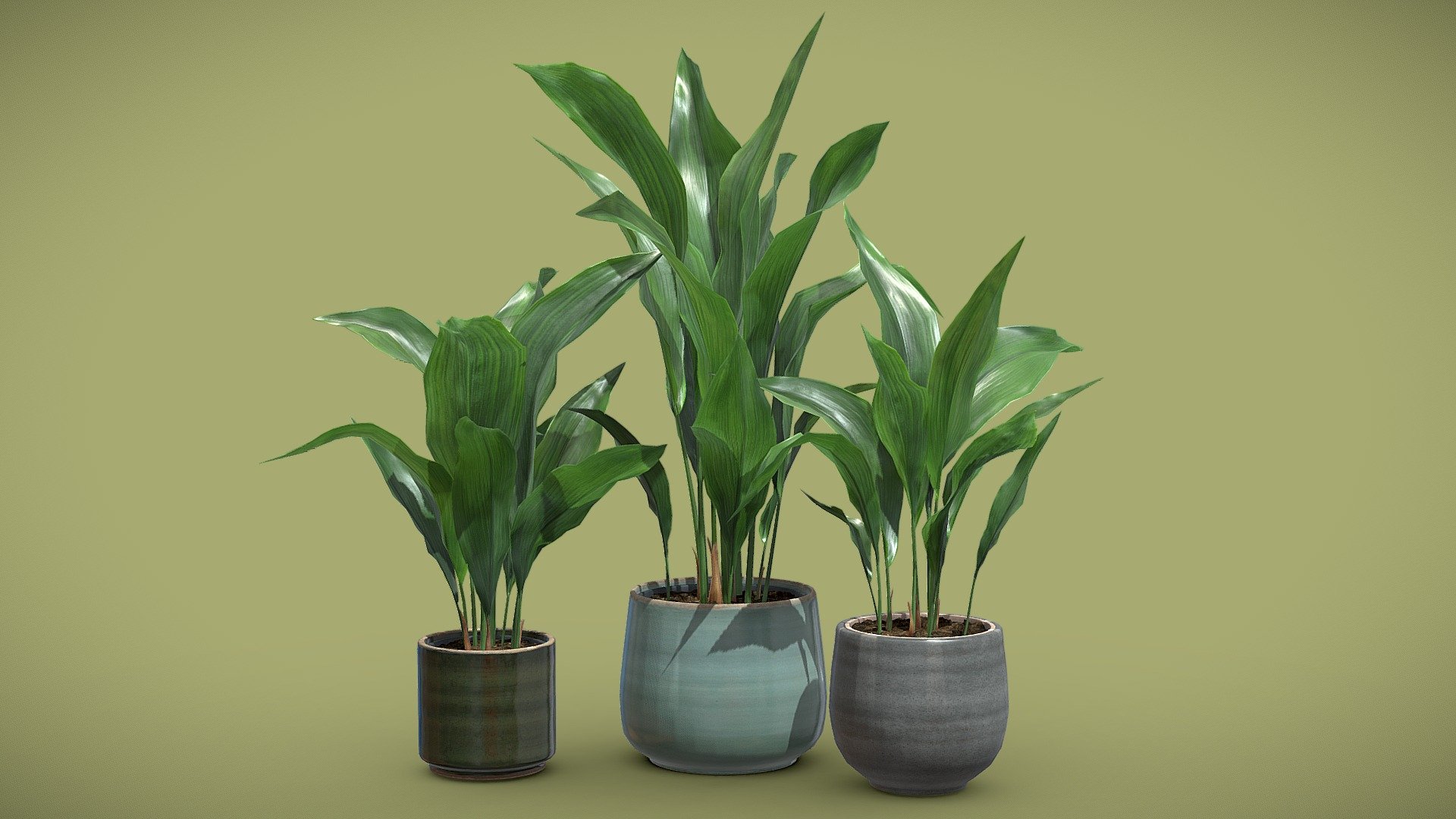 Aspidistra Elatior Pack 3d model