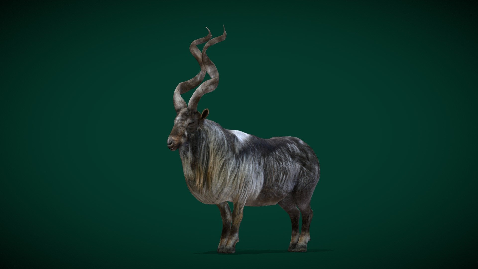 Markhor Wild Goat (Endangered) 3d model