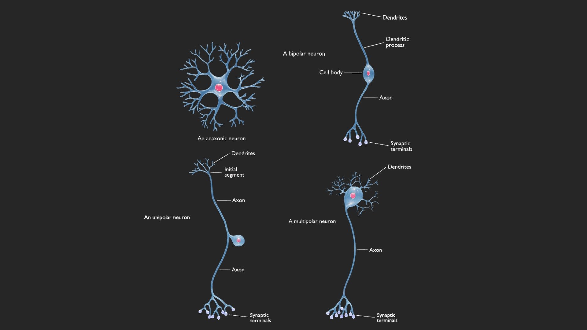 The Four Major Anatomical Classes of Neurons 3d model