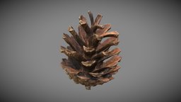 Conifer Cone