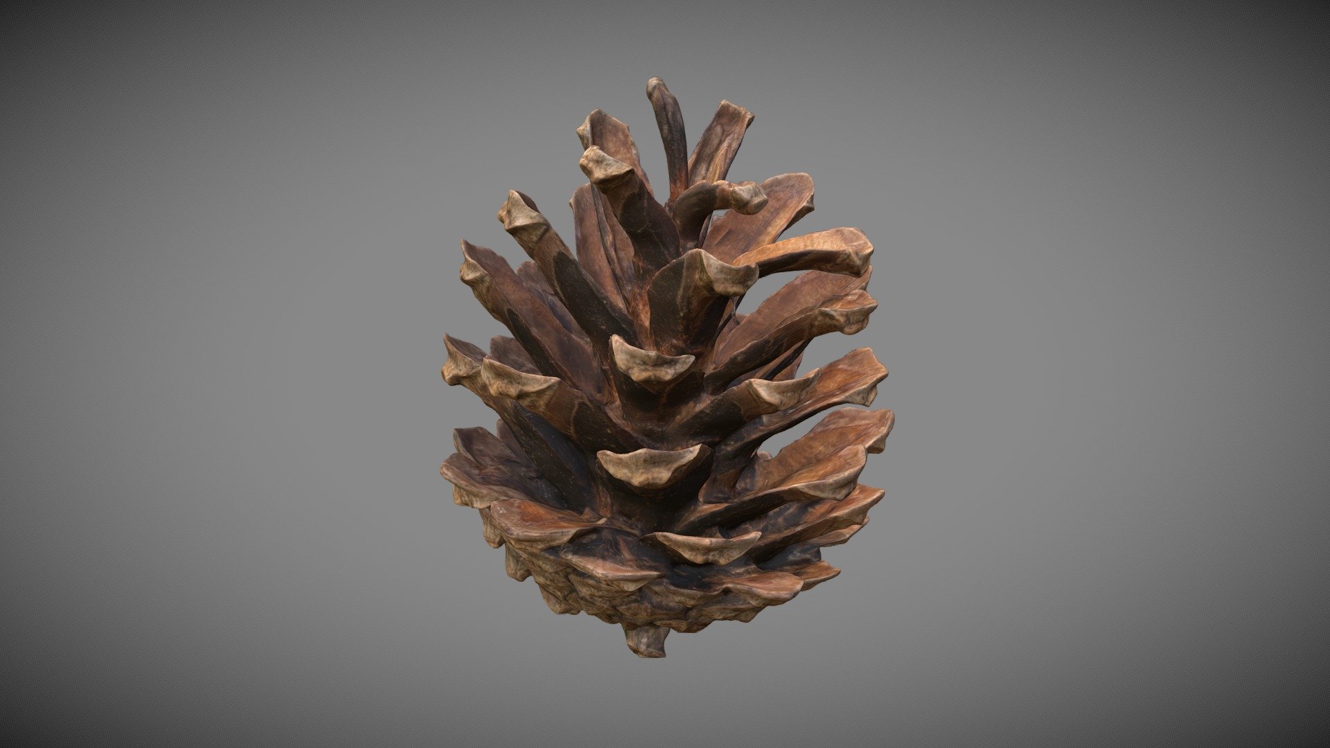 Conifer Cone 3d model