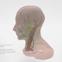 Lymphatics of head and neck